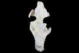 Oreodont (Merycoidodon) Partial Skull - Wyoming #95062-1